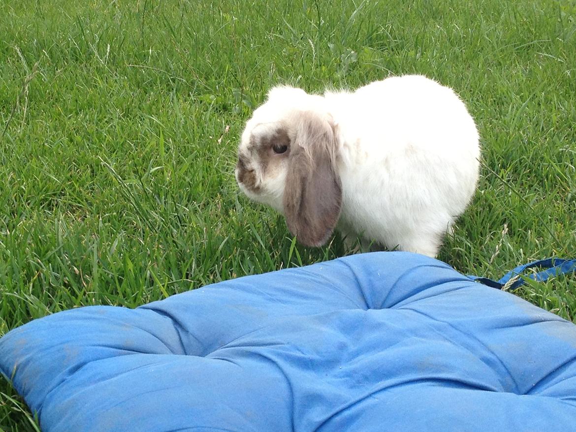 Kanin Snoopie billede 4