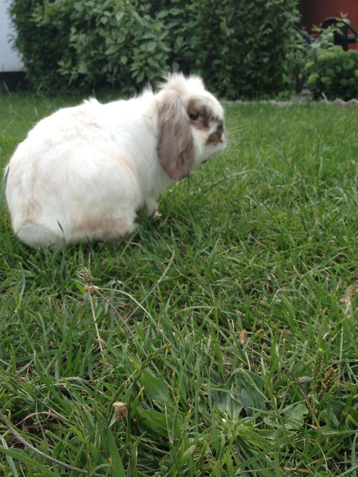 Kanin Snoopie billede 5