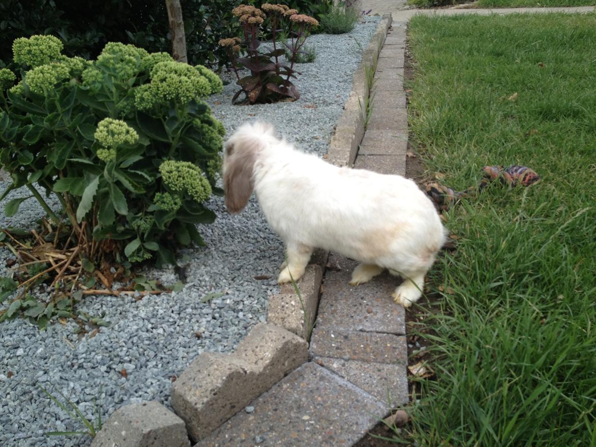 Kanin Snoopie billede 6