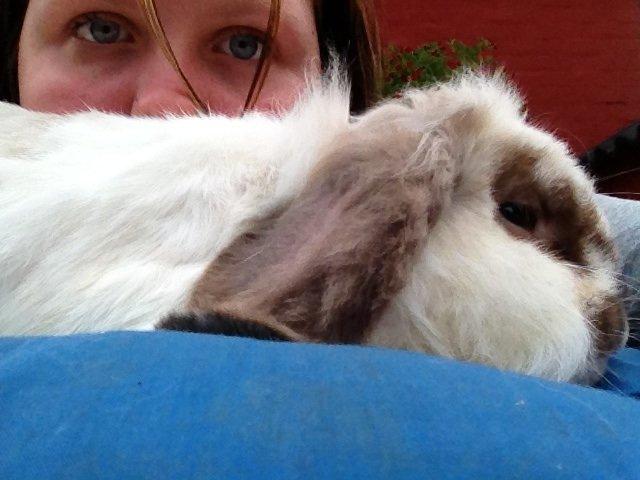 Kanin Snoopie billede 7