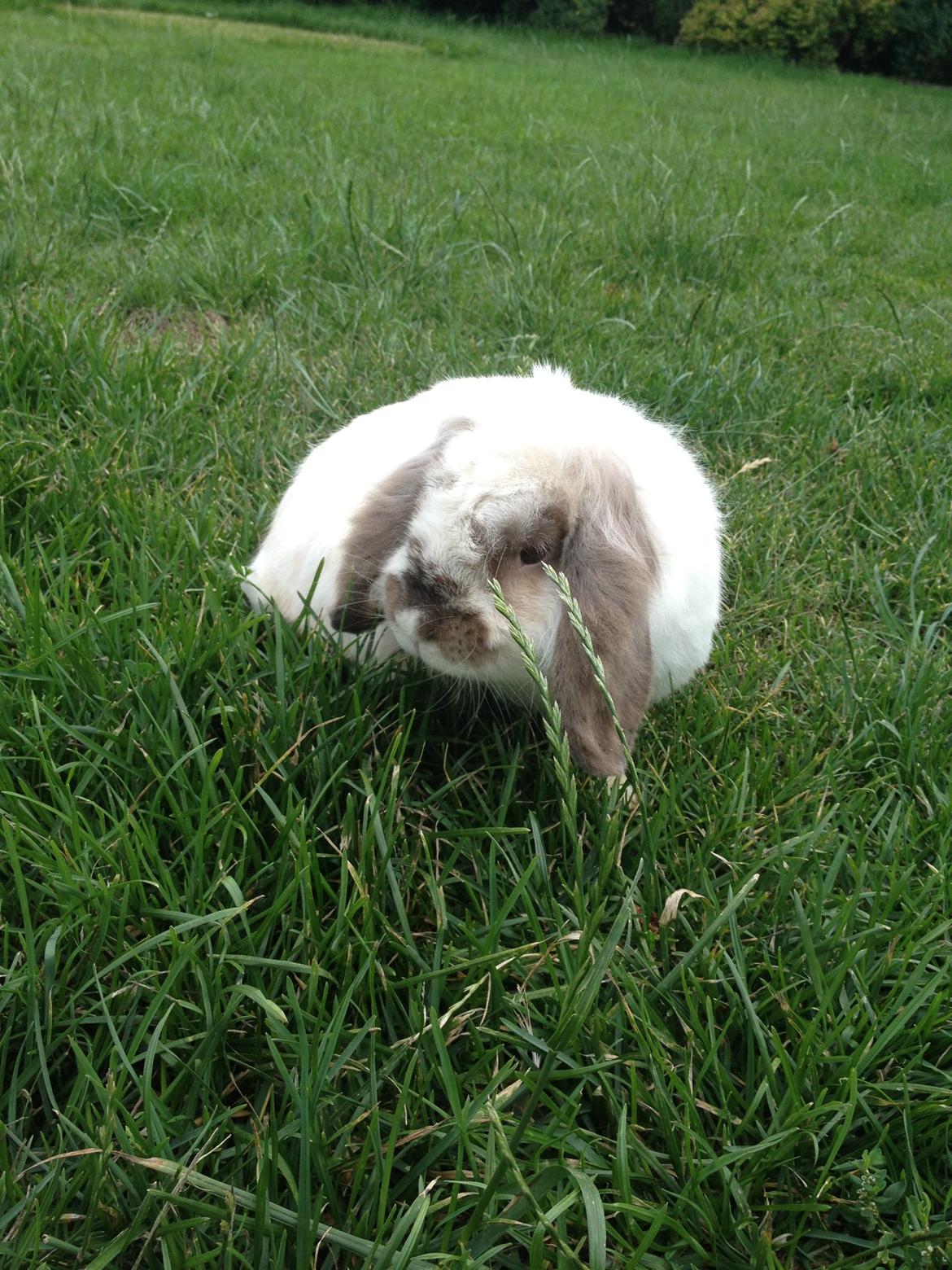 Kanin Snoopie billede 9