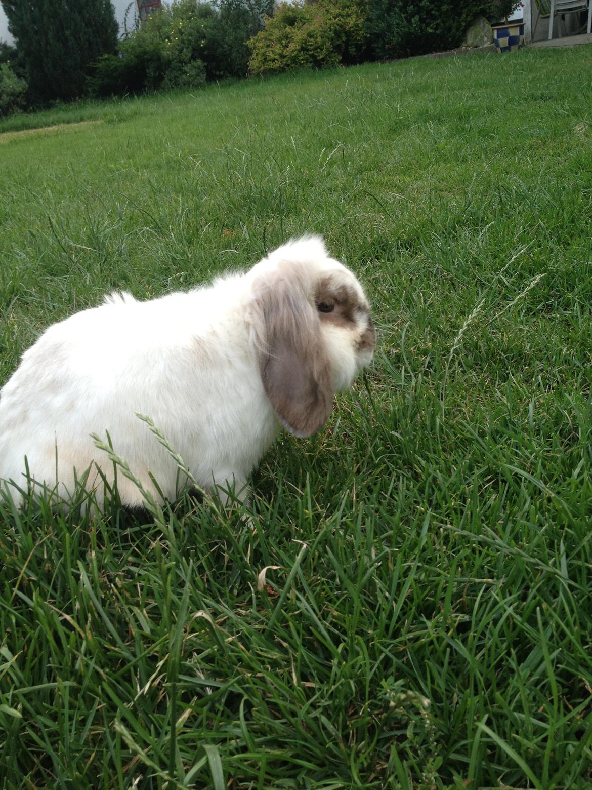 Kanin Snoopie billede 11