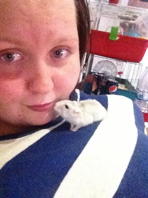 Dværghamster Snuske billede 6