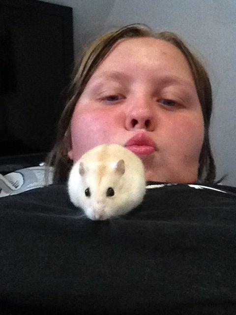 Dværghamster Chippi billede 8