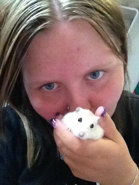 Dværghamster Chippi billede 9