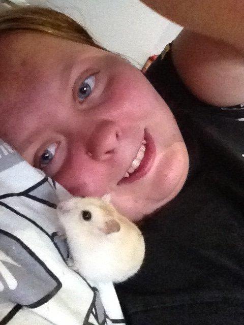 Dværghamster Chippi billede 11