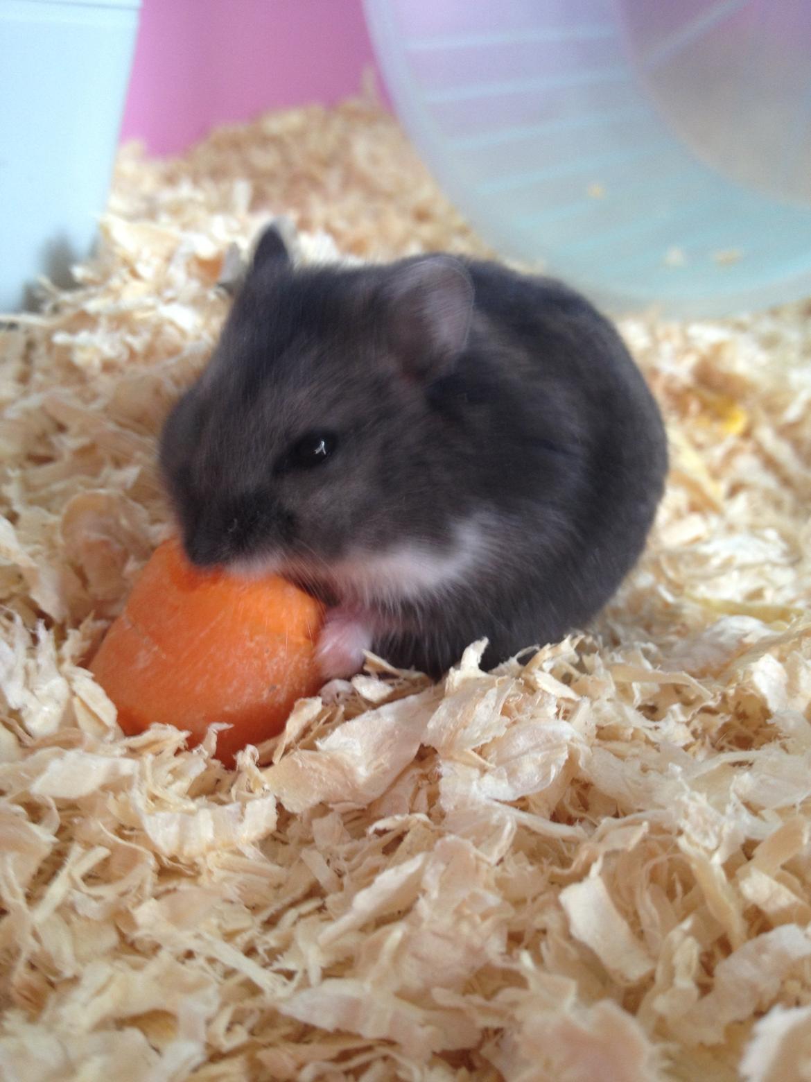 Dværghamster Liam billede 9