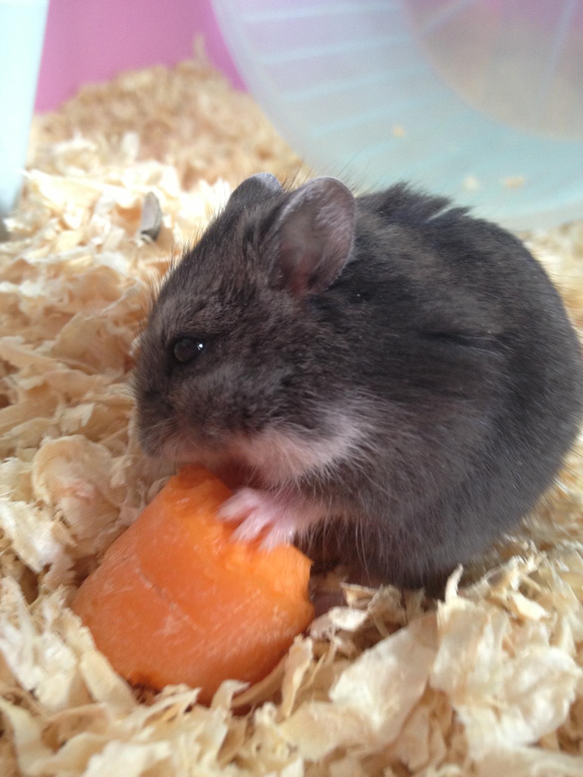 Dværghamster Liam billede 10