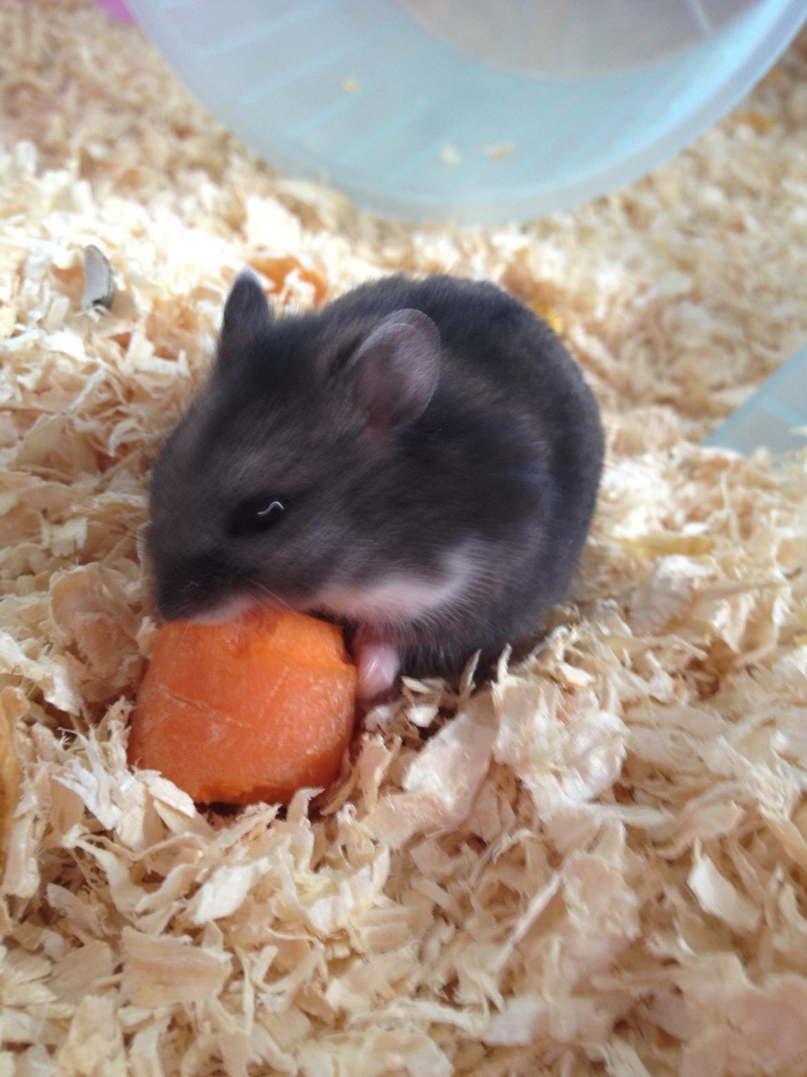 Dværghamster Liam billede 11