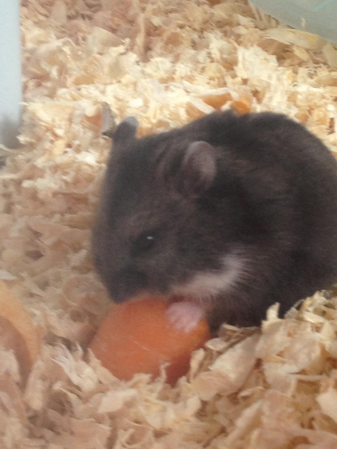Dværghamster Liam billede 12