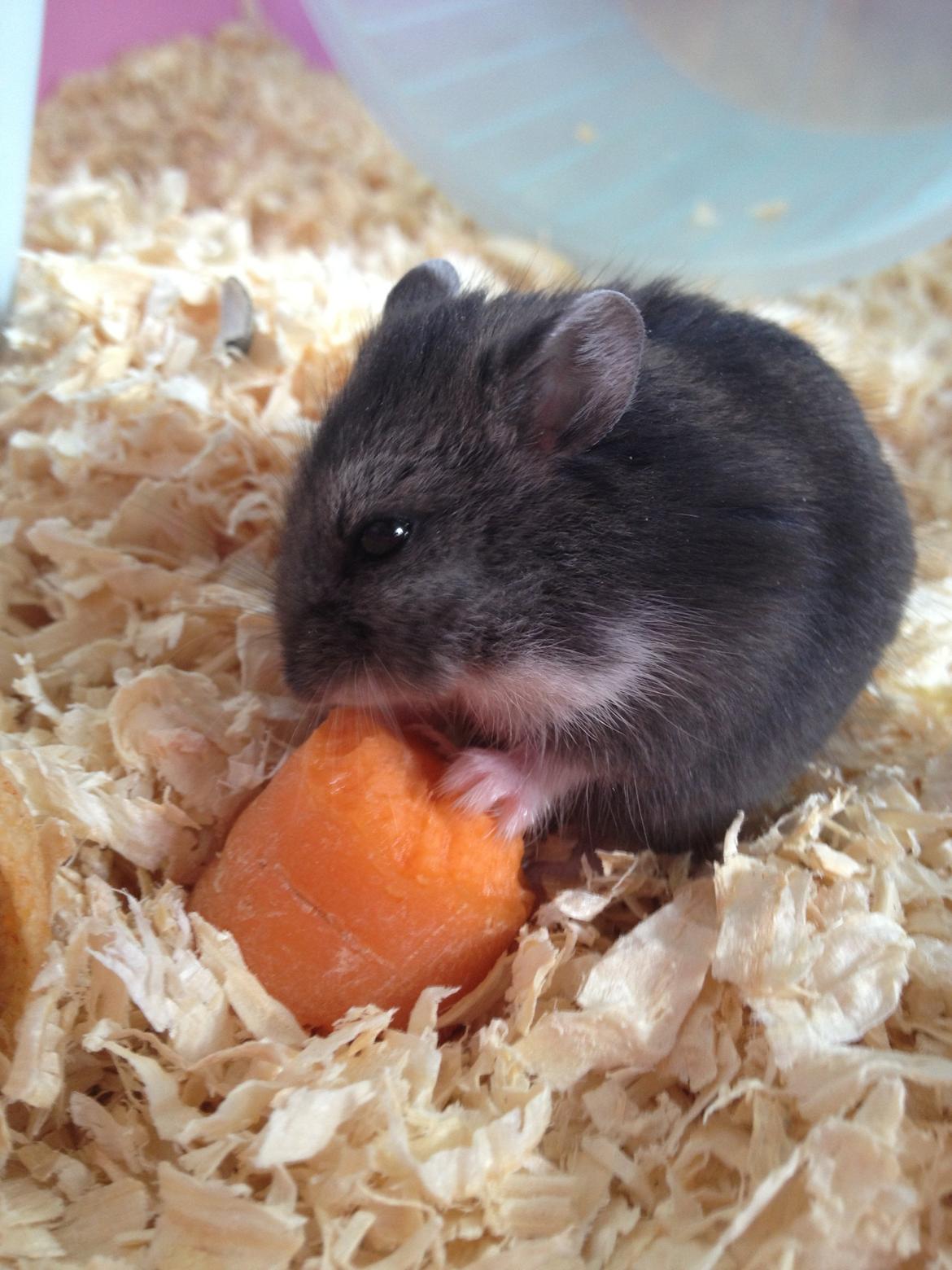 Dværghamster Liam billede 13
