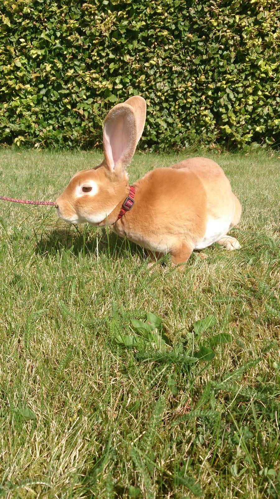 Kanin Di Nixi billede 1