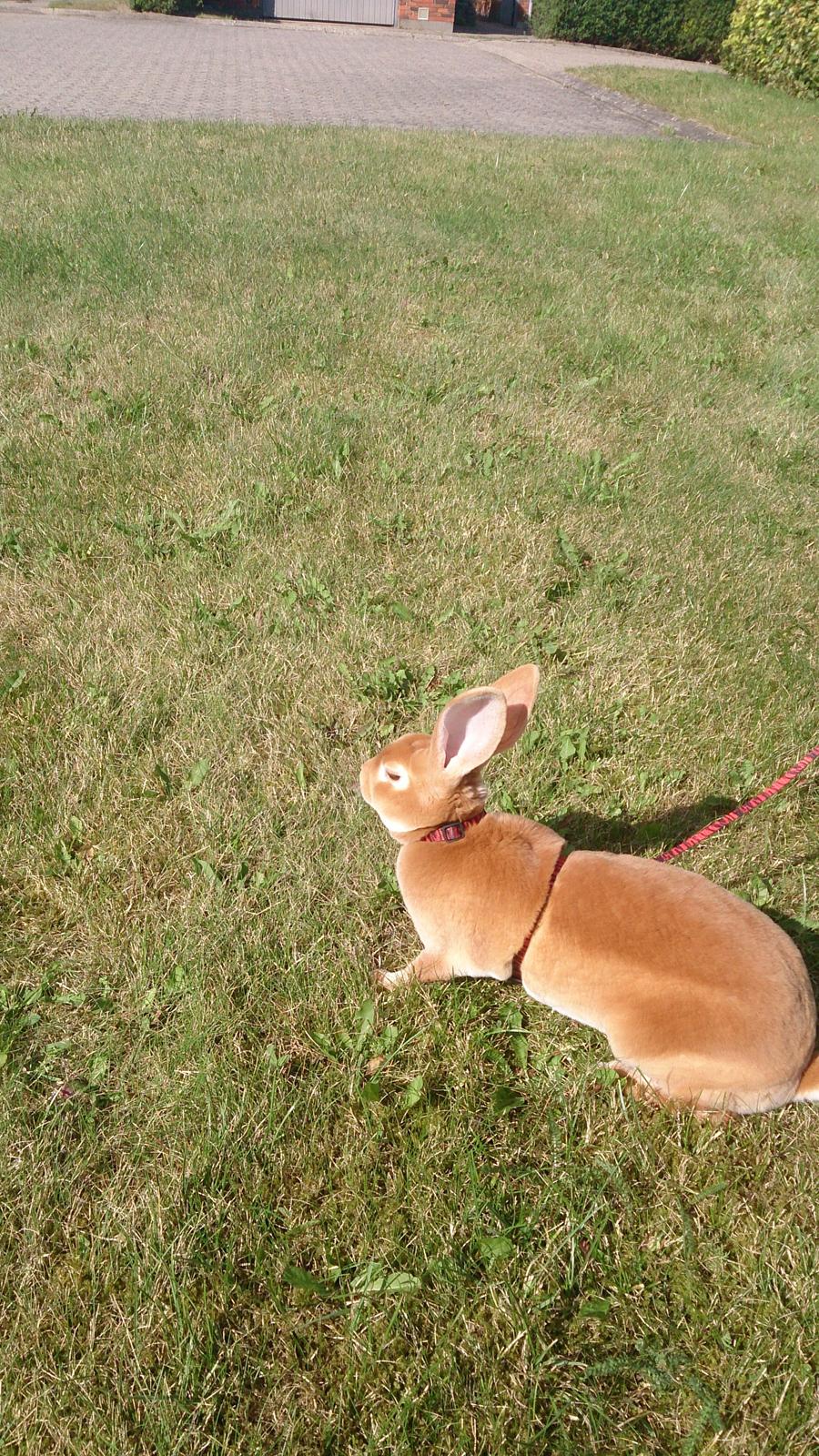 Kanin Di Nixi billede 2