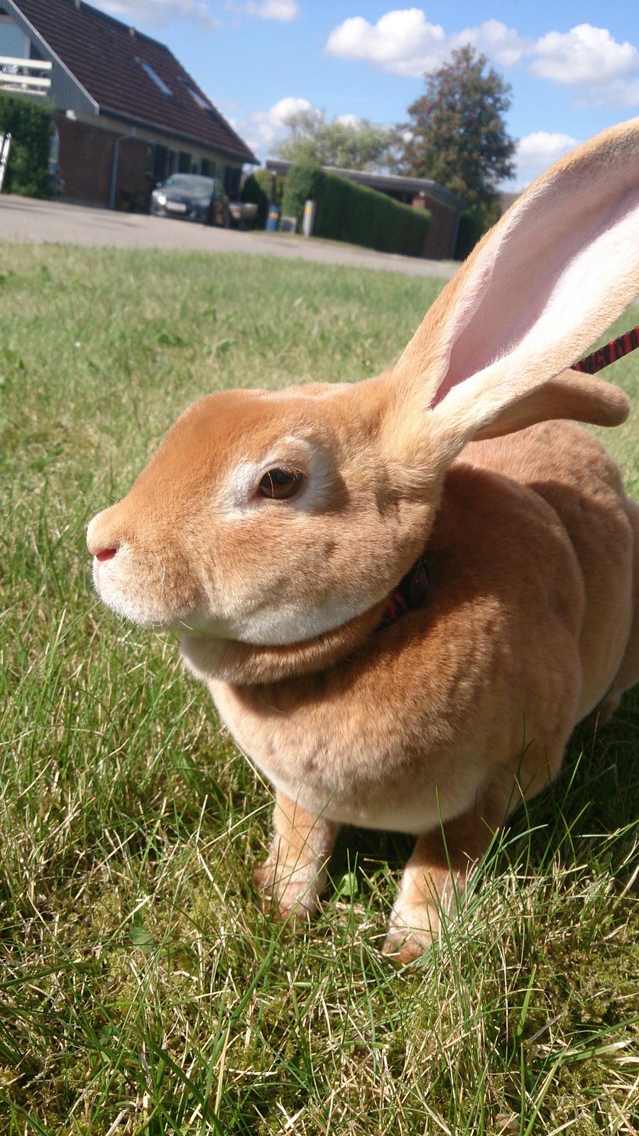 Kanin Di Nixi billede 3