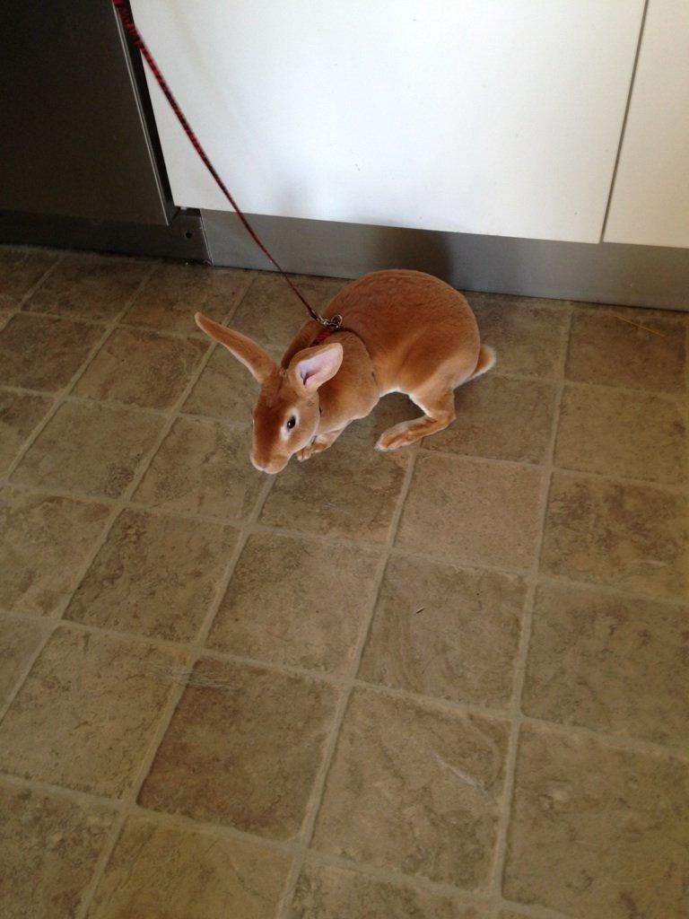 Kanin Di Nixi billede 4