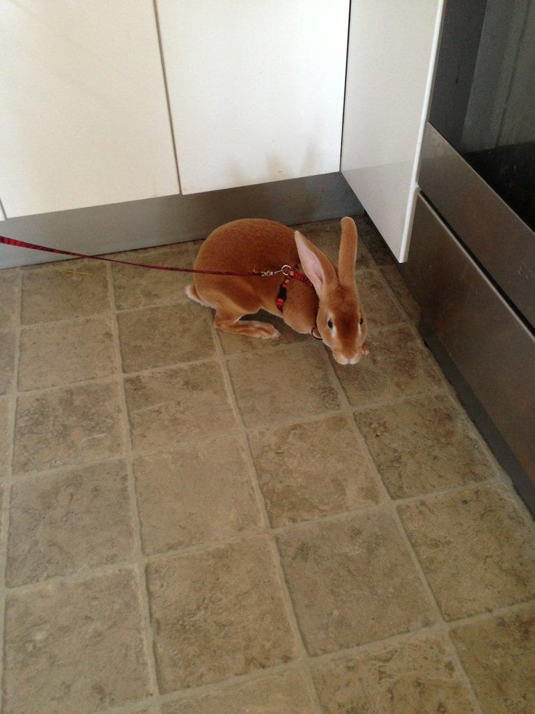 Kanin Di Nixi billede 5