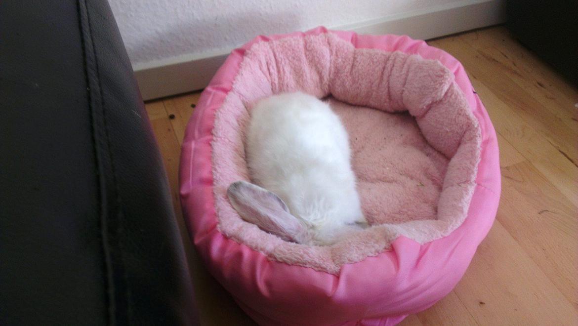 Kanin 'Unitrue's' Prinssesse Sofia billede 2