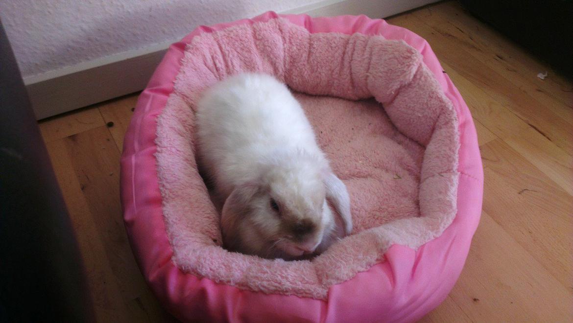 Kanin 'Unitrue's' Prinssesse Sofia billede 3