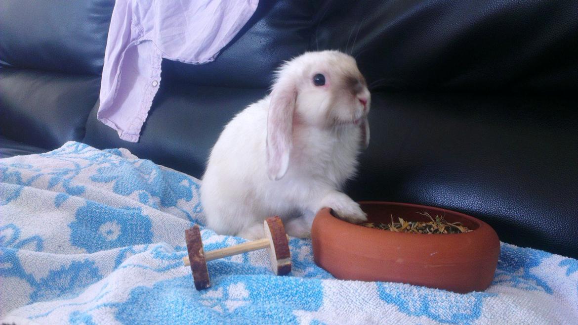 Kanin 'Unitrue's' Prinssesse Sofia billede 4