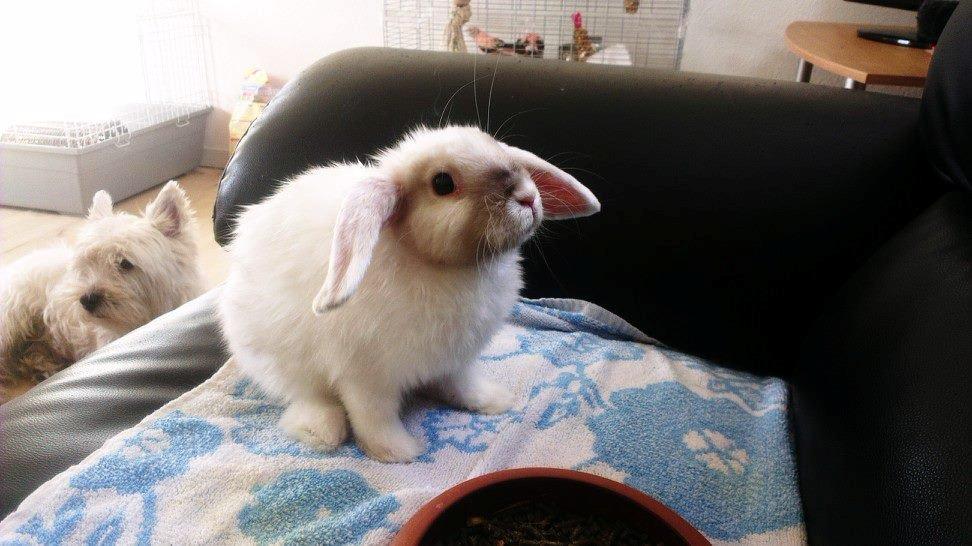 Kanin 'Unitrue's' Prinssesse Sofia billede 6