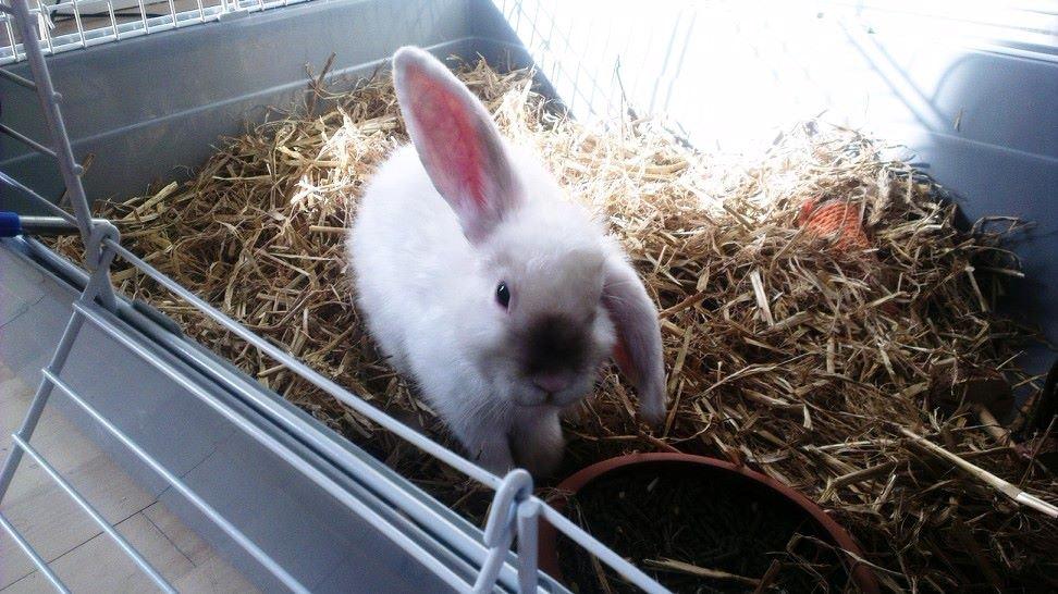 Kanin 'Unitrue's' Prinssesse Sofia billede 5