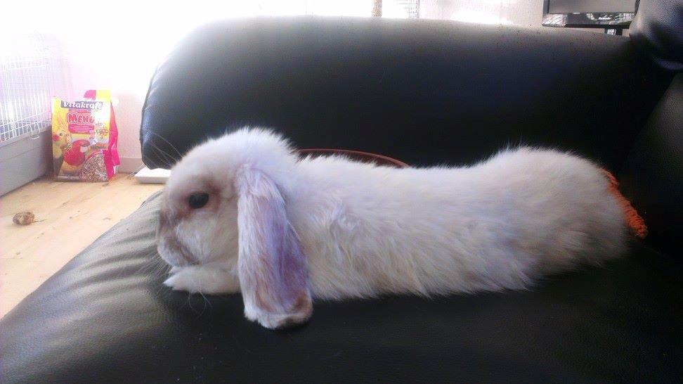 Kanin 'Unitrue's' Prinssesse Sofia billede 7