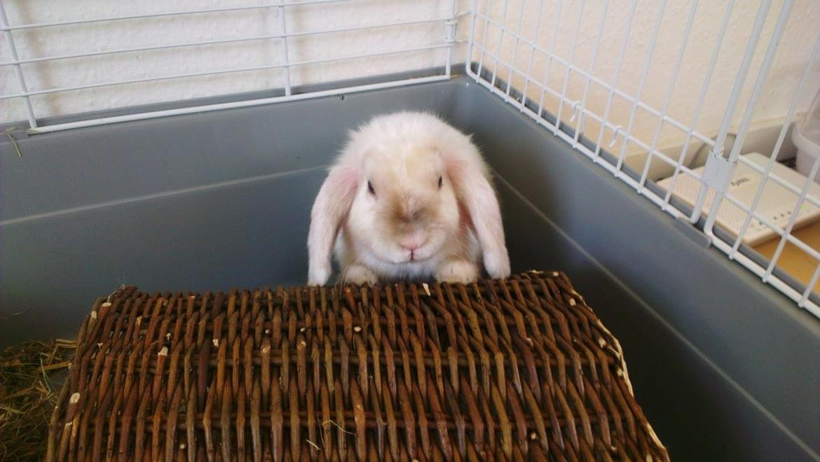 Kanin 'Unitrue's' Prinssesse Sofia billede 1