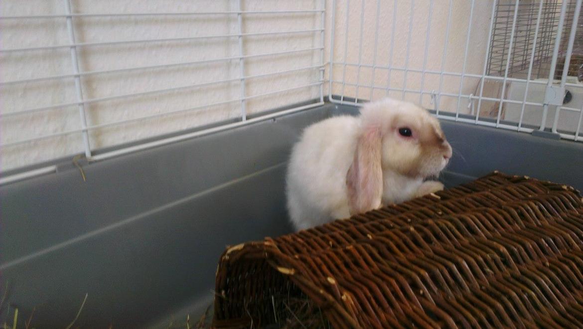 Kanin 'Unitrue's' Prinssesse Sofia billede 14