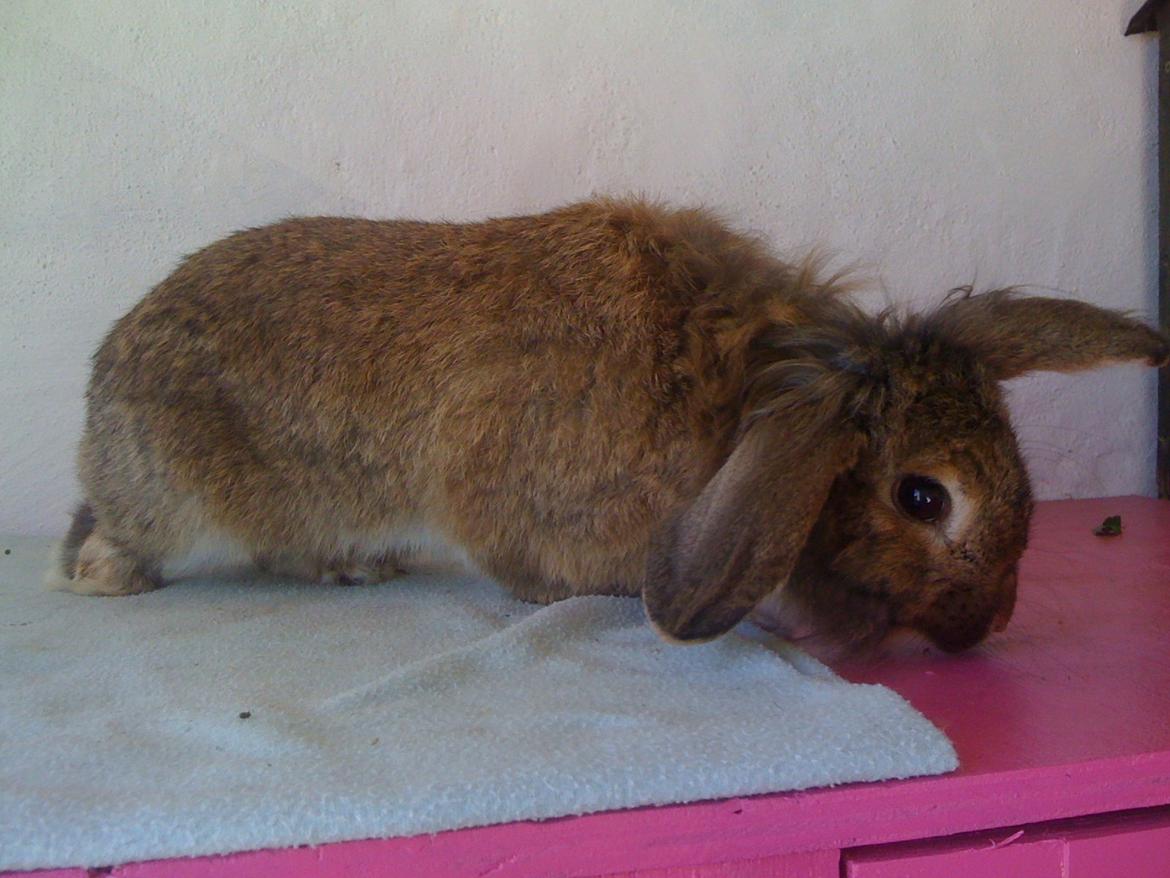 Kanin Avonako (Max) billede 7