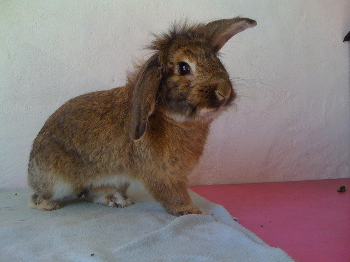 Kanin Avonako (Max) billede 8