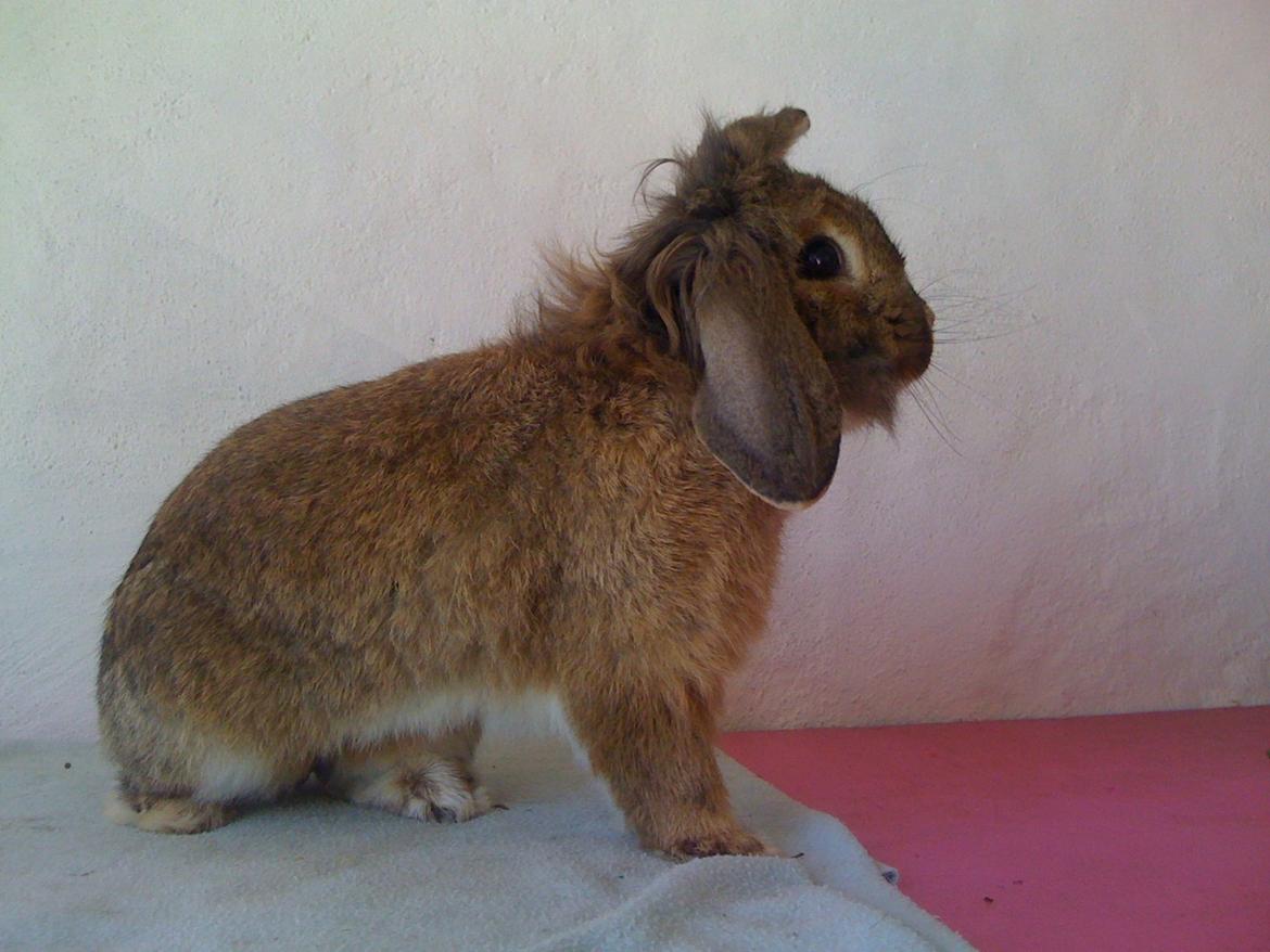Kanin Avonako (Max) billede 9