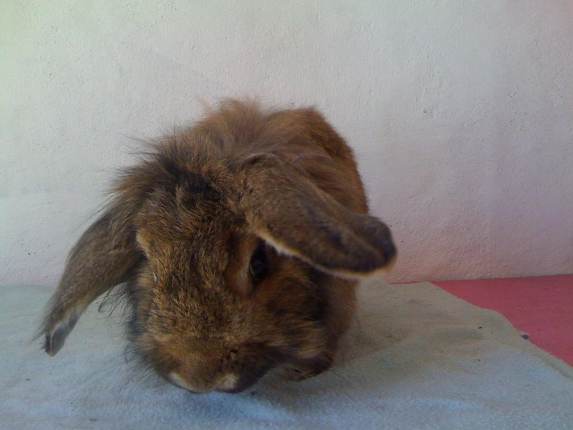 Kanin Avonako (Max) billede 10