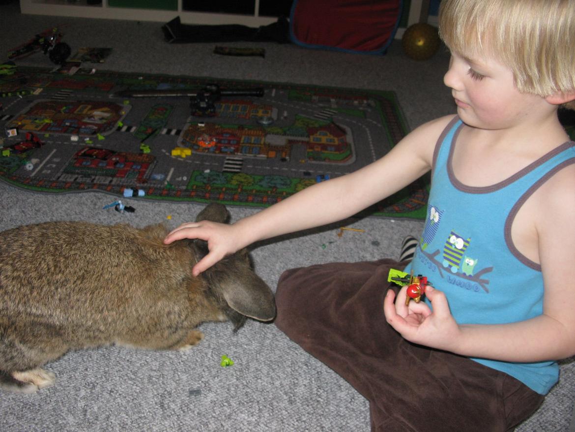 Kanin Avonako (Max) billede 11