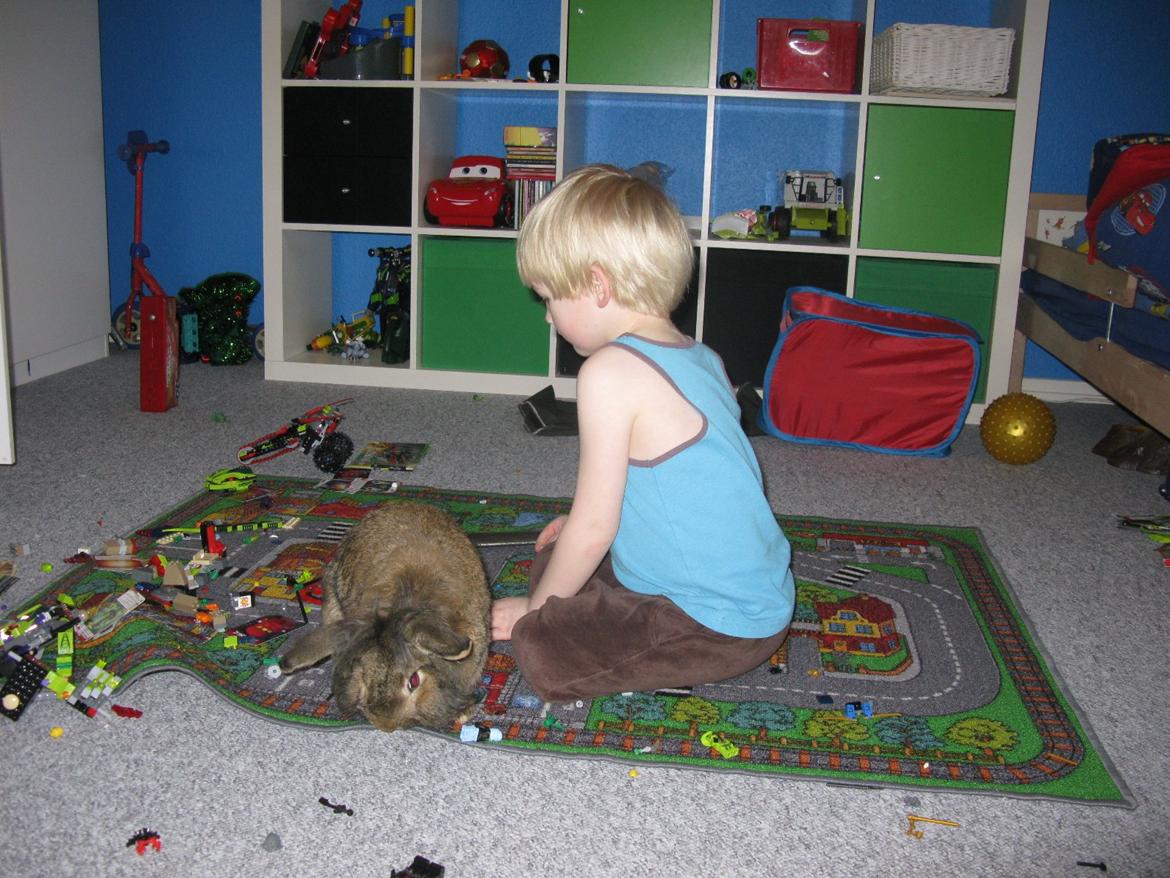 Kanin Avonako (Max) billede 12