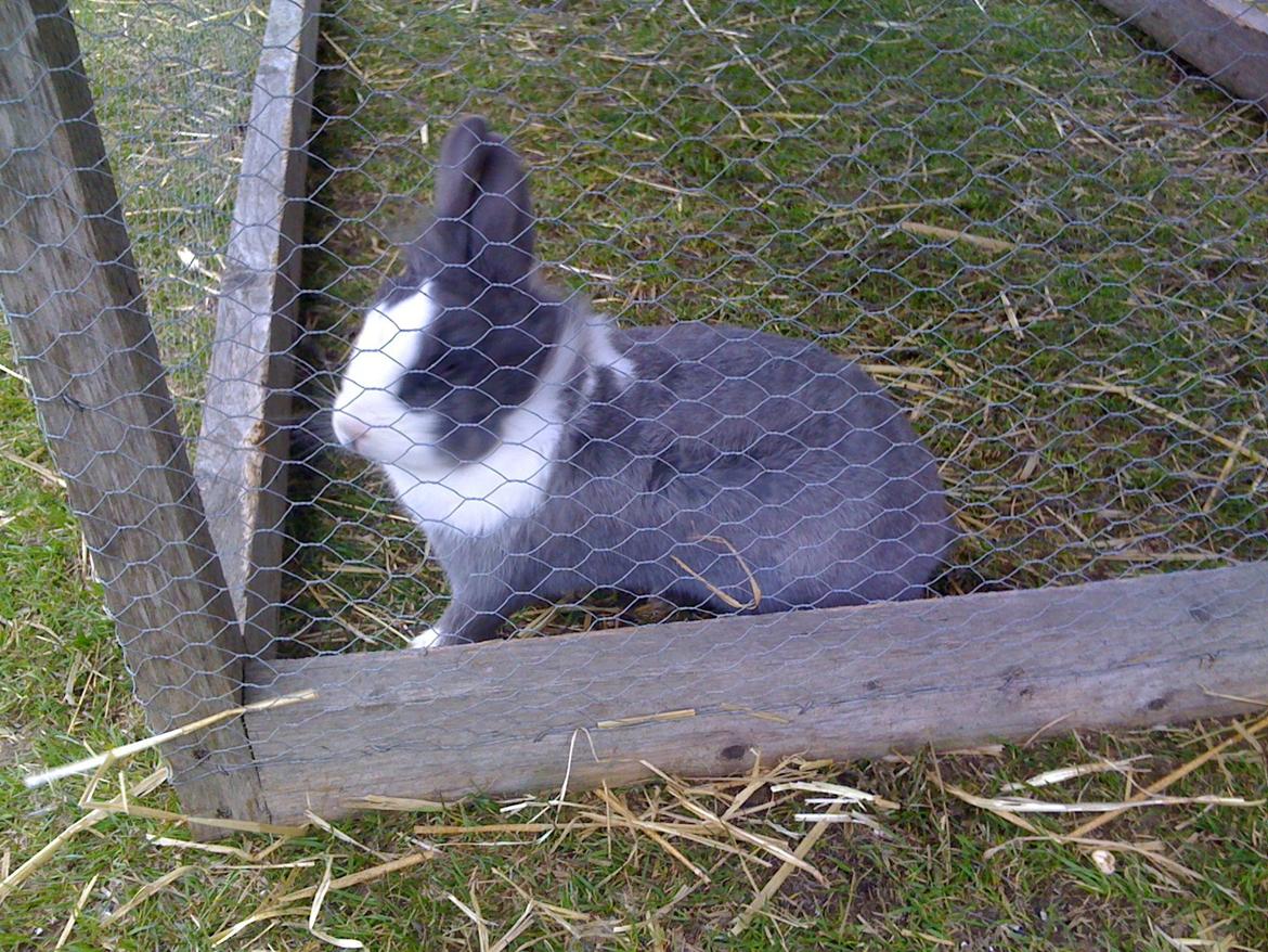 Kanin Pjuske billede 6