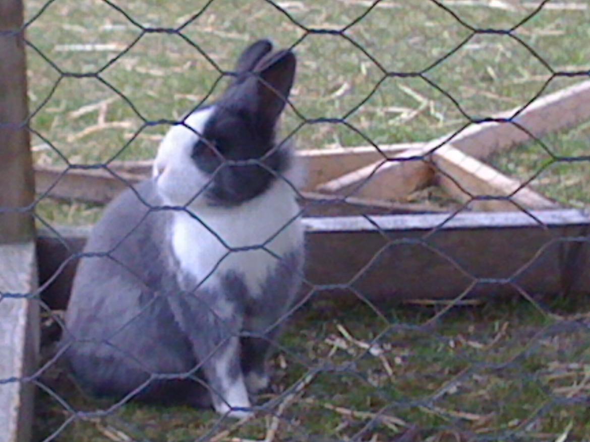 Kanin Pjuske billede 7