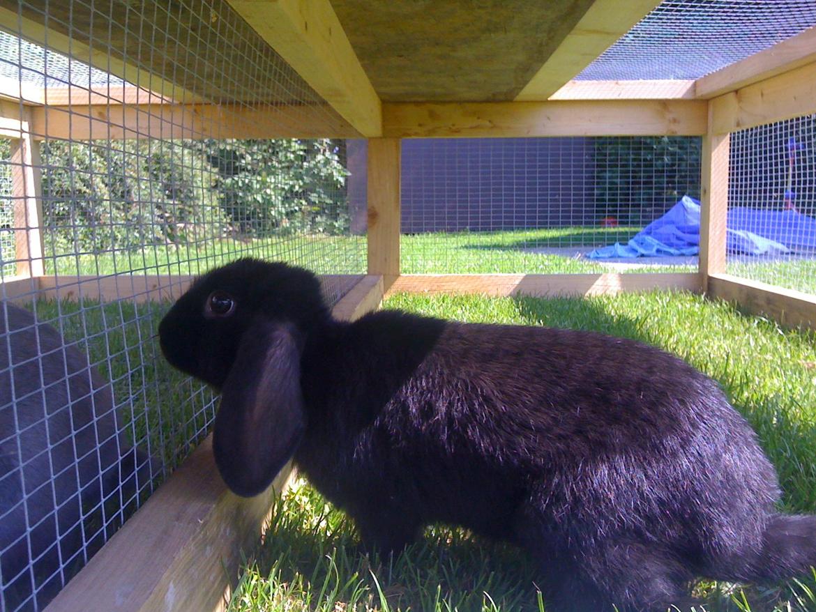 Kanin Candy billede 2