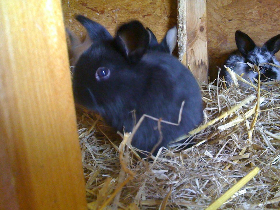 Kanin Candy billede 3