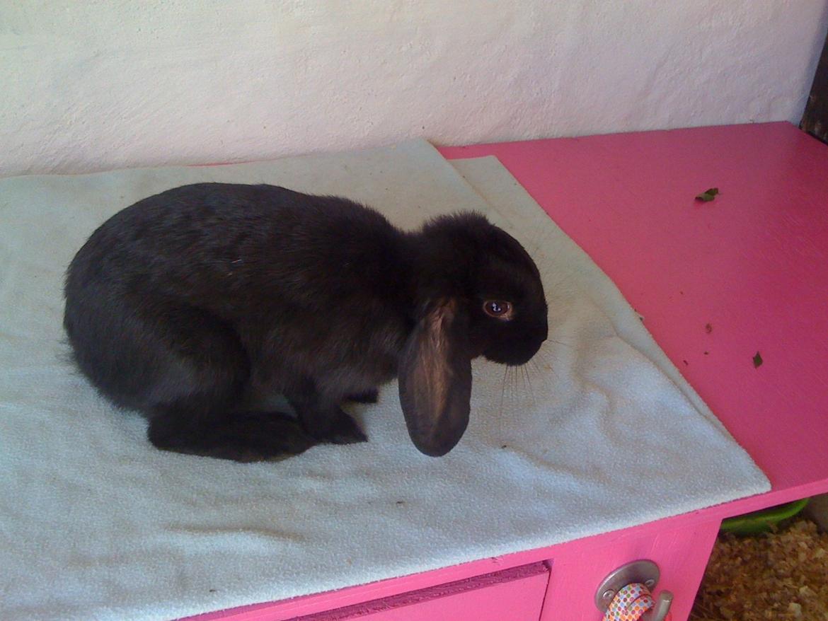 Kanin Candy billede 5