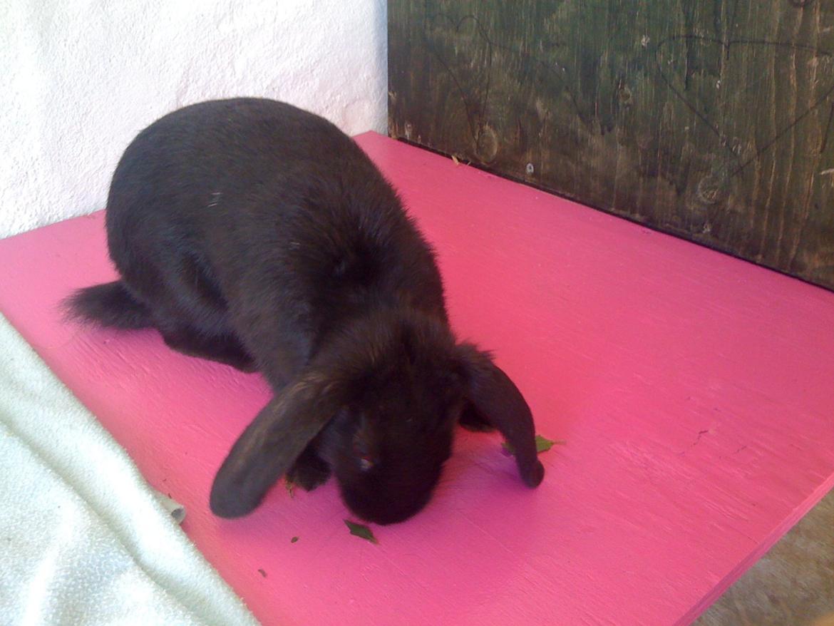 Kanin Candy billede 7