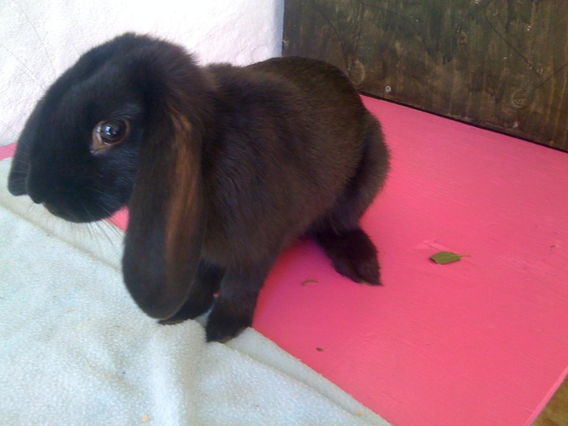 Kanin Candy billede 1