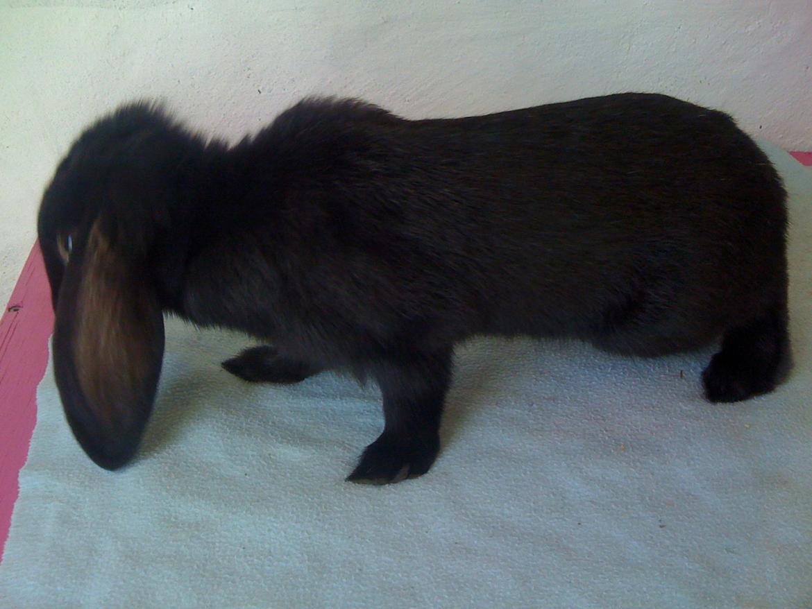 Kanin Candy billede 8