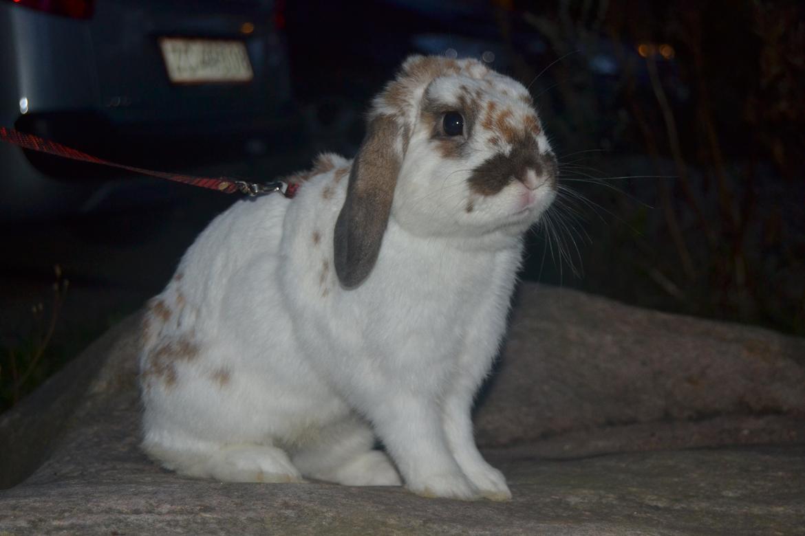 Kanin Winds Jar Jar Binks billede 1