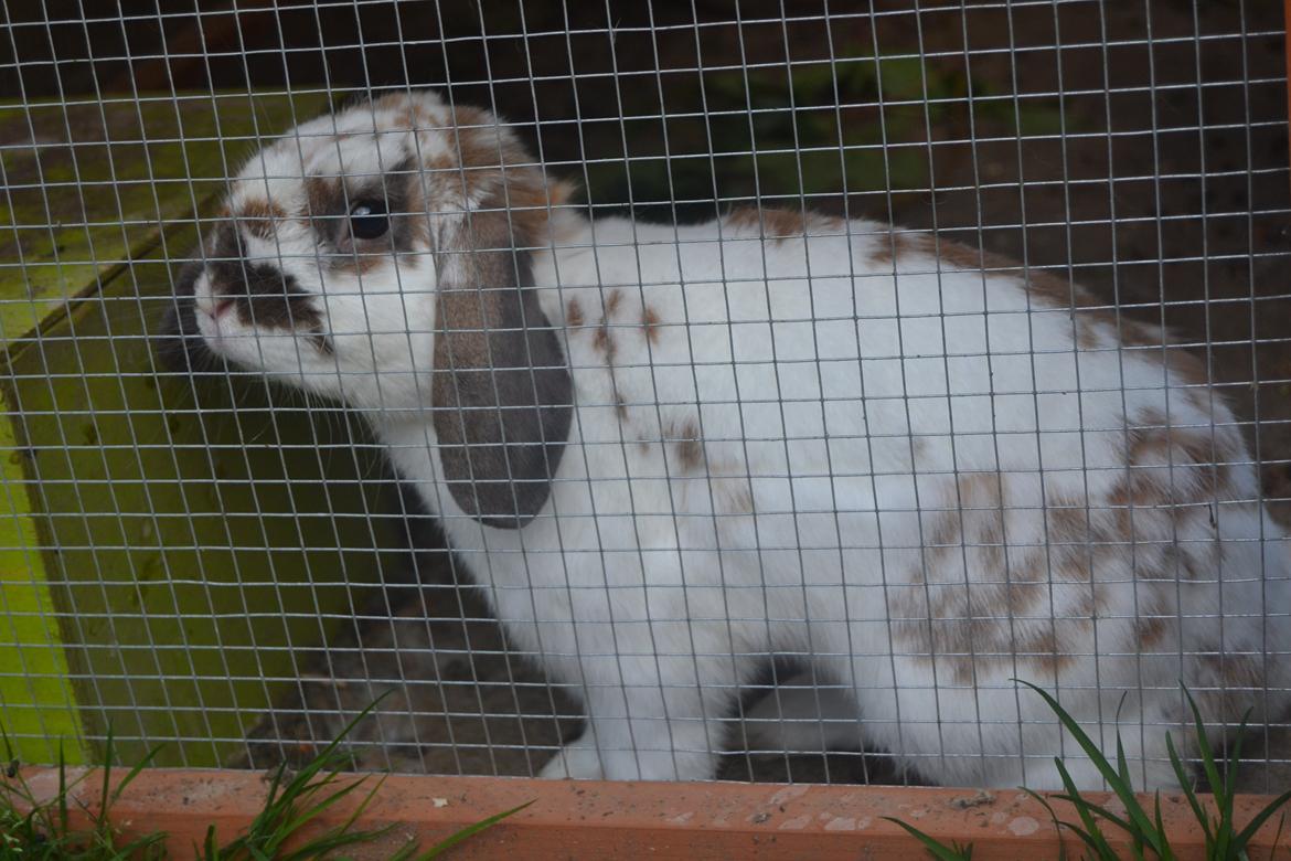 Kanin Winds Jar Jar Binks billede 2