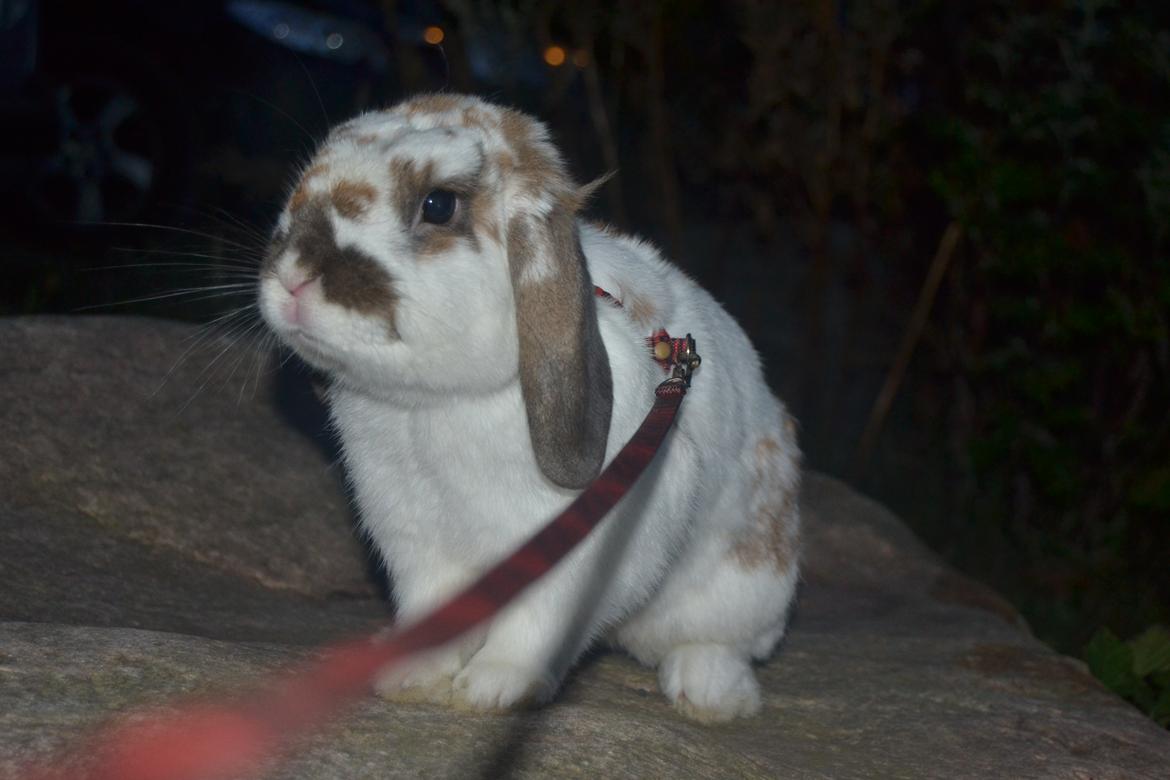 Kanin Winds Jar Jar Binks billede 3