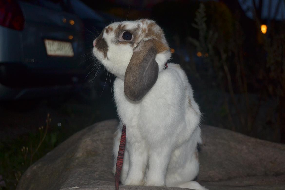 Kanin Winds Jar Jar Binks billede 4