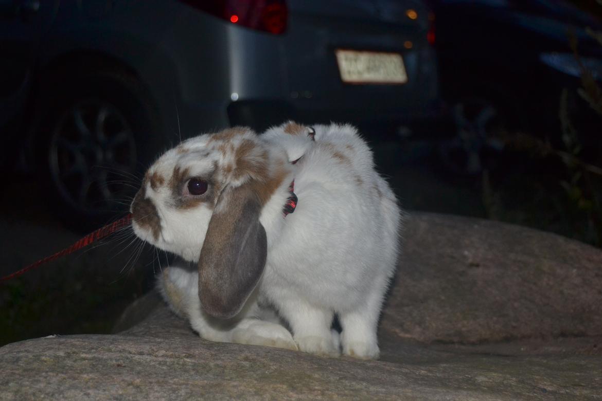 Kanin Winds Jar Jar Binks billede 5