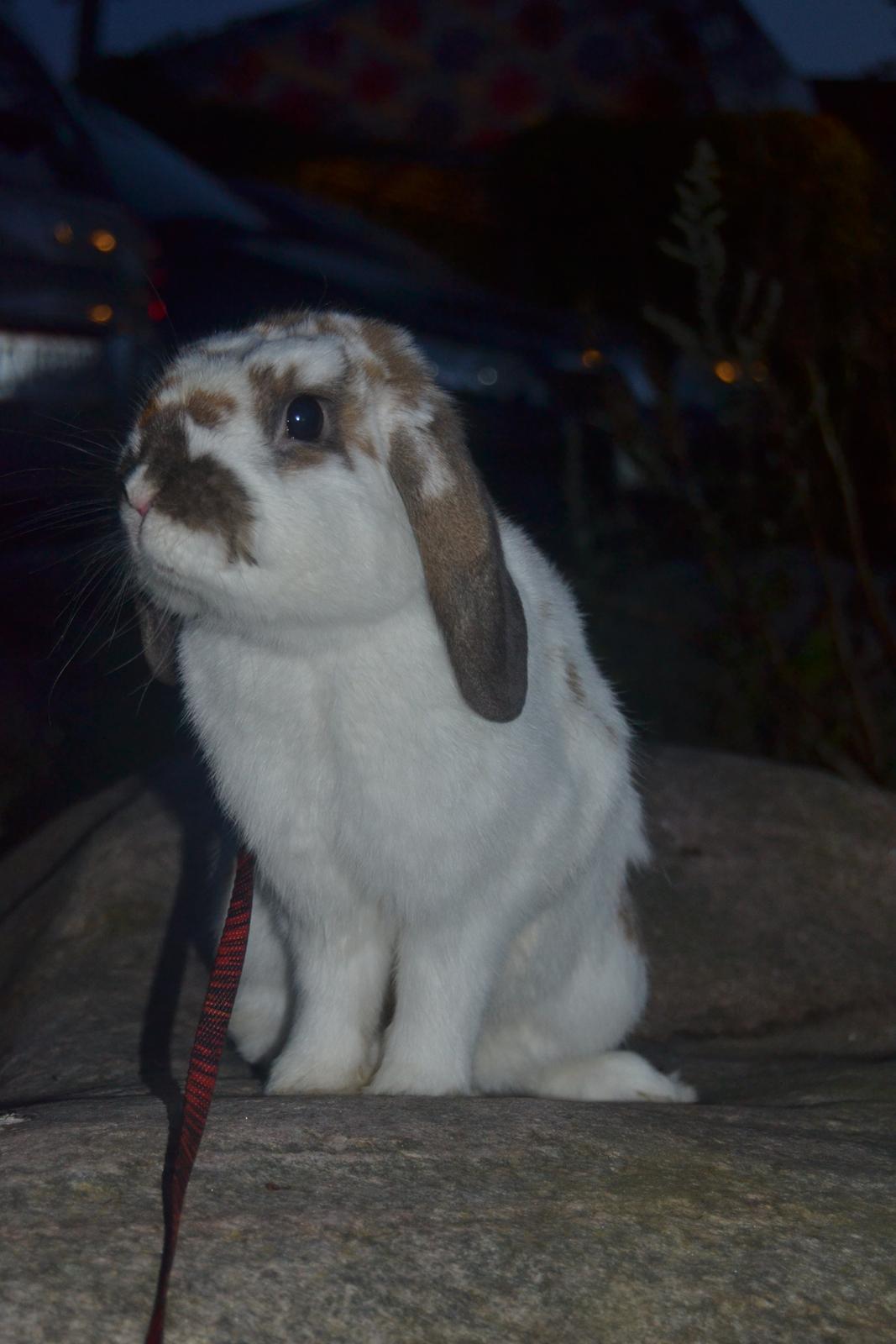 Kanin Winds Jar Jar Binks billede 6