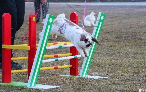 Kanin Winds Jar Jar Binks billede 9