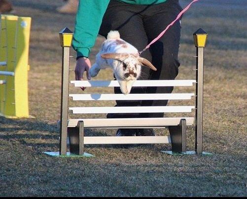 Kanin Winds Jar Jar Binks billede 7